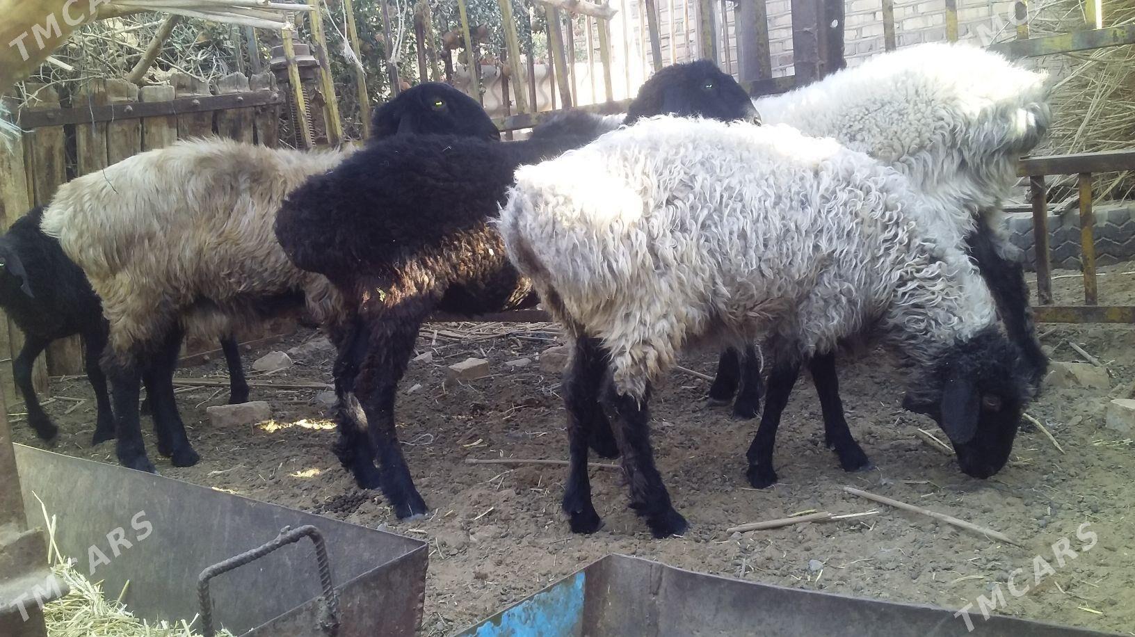 tokly isjek - Babadaýhan - img 3