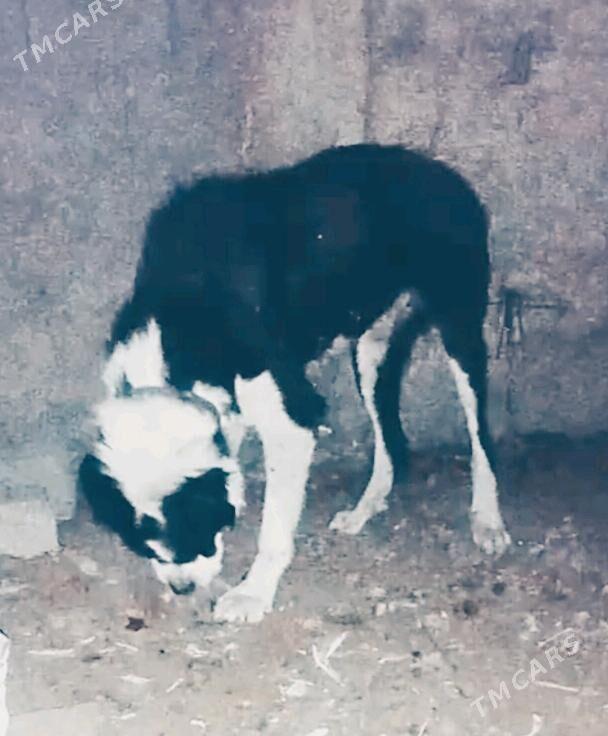 alaway - Aşgabat - img 1