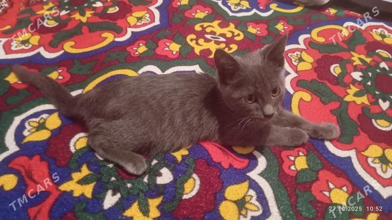 кошка - Дашогуз - img 1