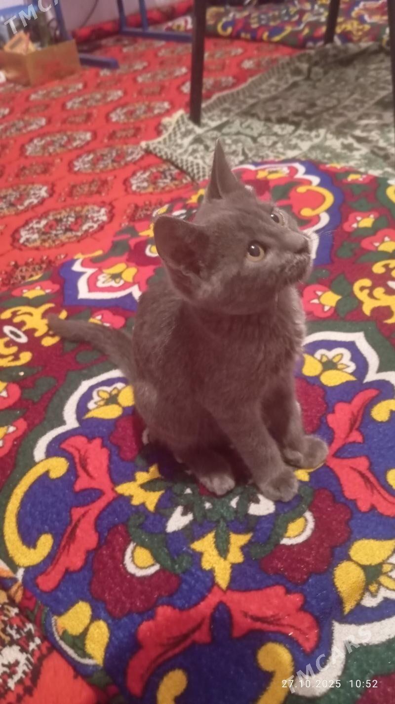 кошка - Дашогуз - img 3