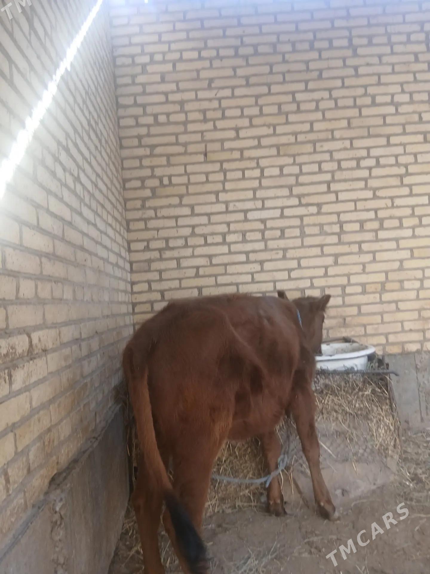 Сатлык унажын! - Dänew - img 1