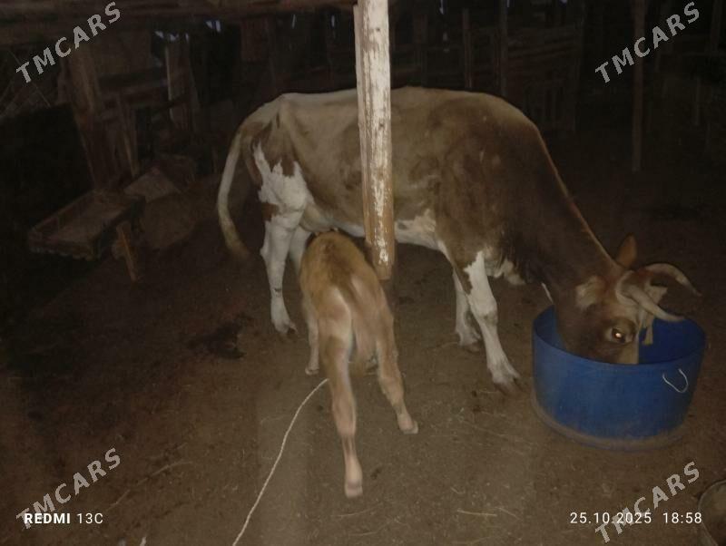 goleli sygyr - Туркменбаши - img 3