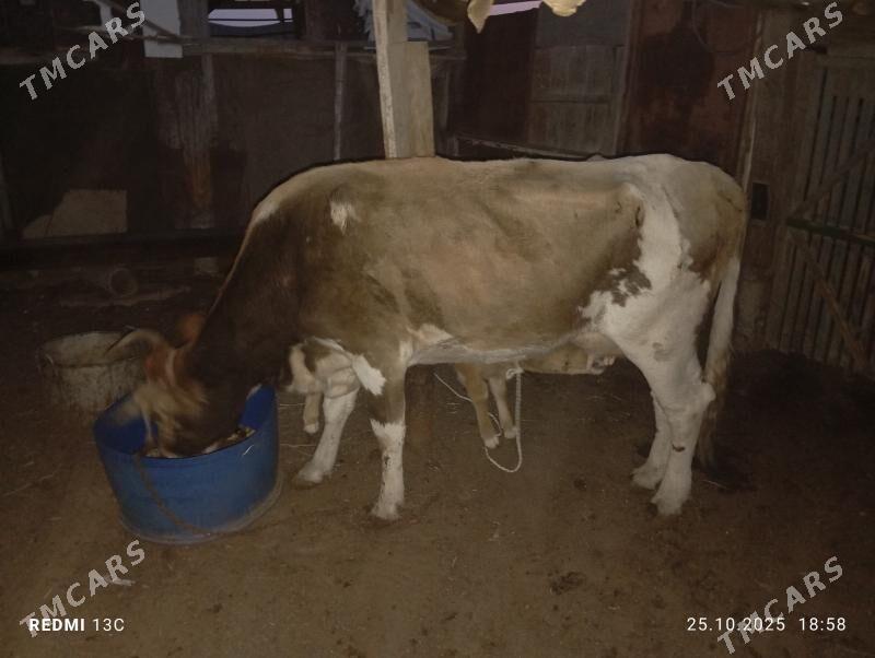 goleli sygyr - Туркменбаши - img 2