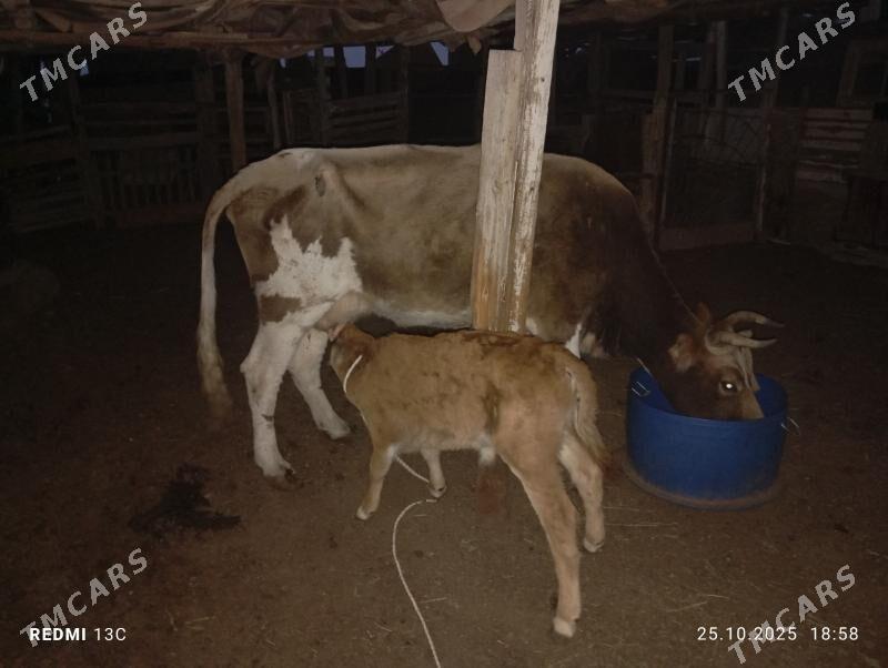 goleli sygyr - Туркменбаши - img 1