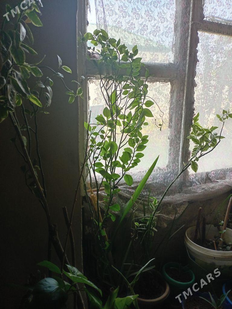 Osumlik - Багир - img 6