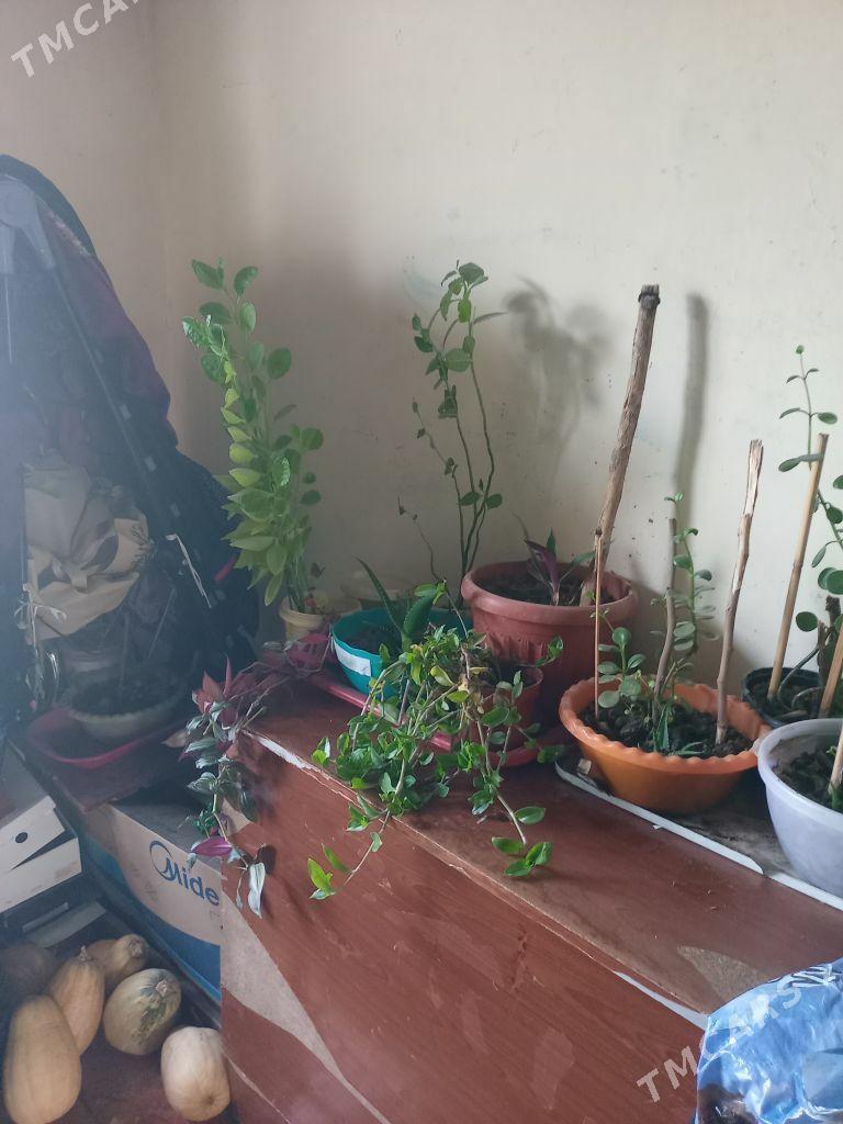 Osumlik - Багир - img 1