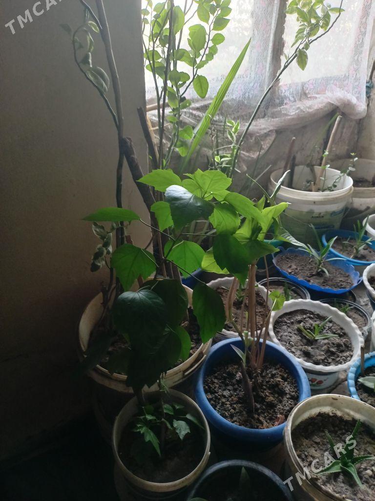 Osumlik - Багир - img 7