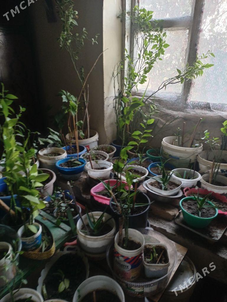 Osumlik - Багир - img 3