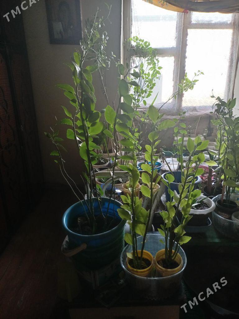 Osumlik - Багир - img 4