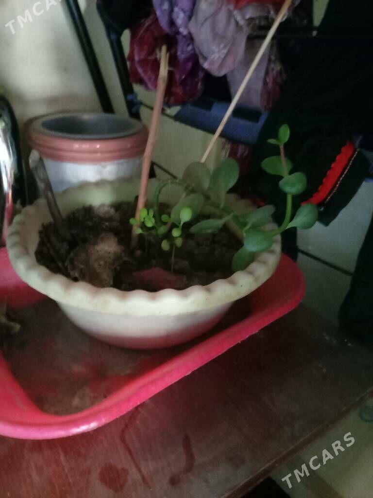 Osumlik - Багир - img 5