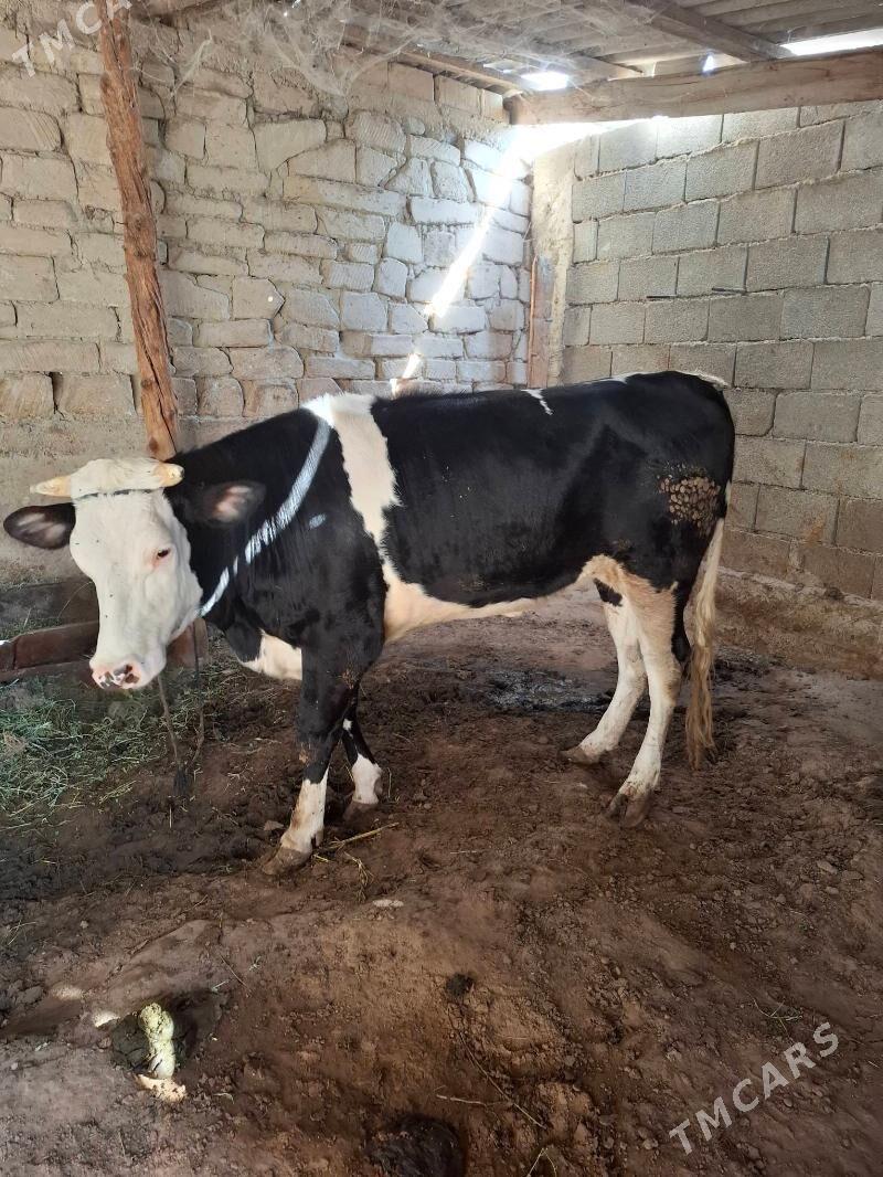 tuwe - Änew - img 4