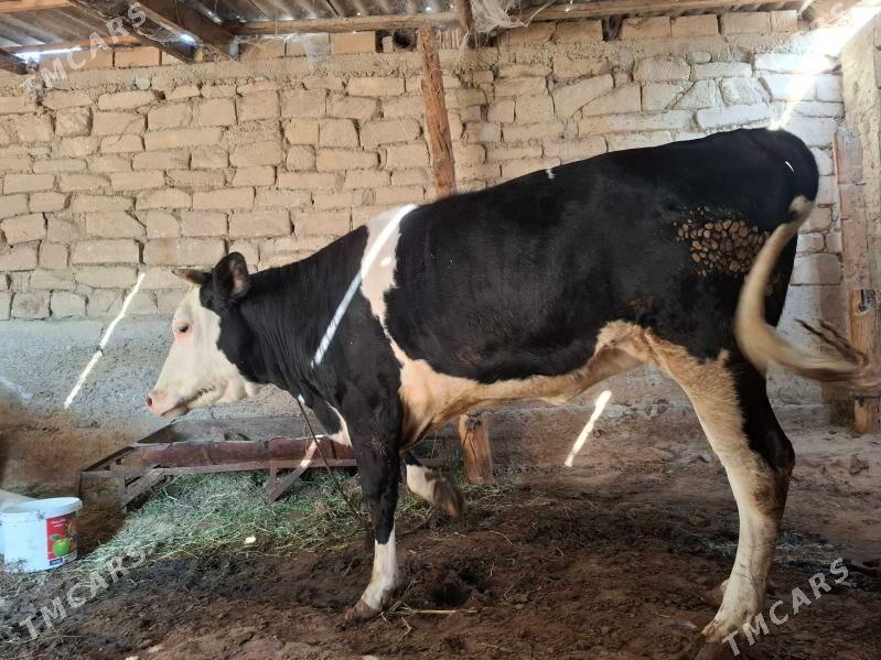 tuwe - Änew - img 6