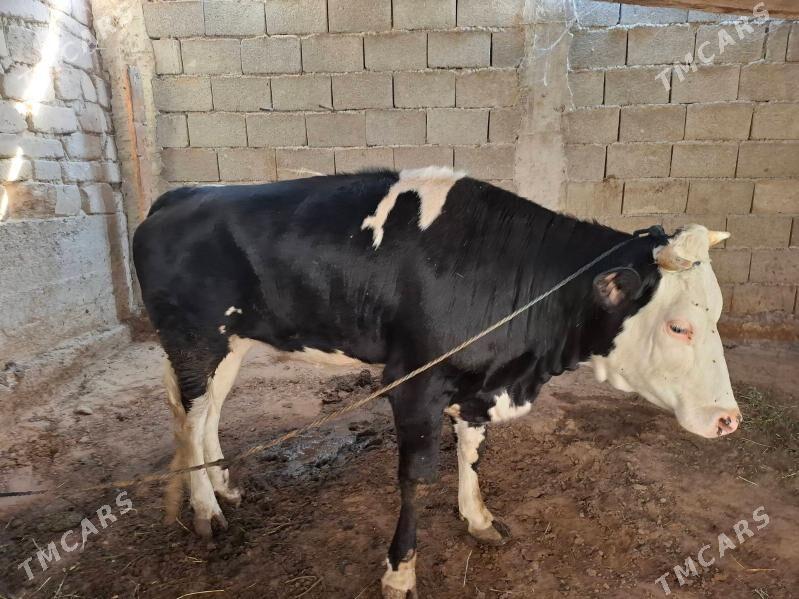 tuwe - Änew - img 2