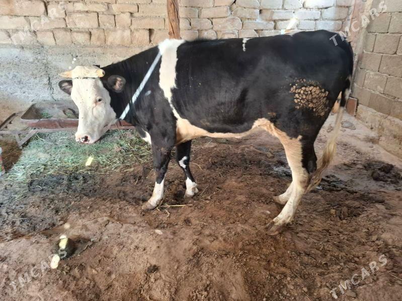 tuwe - Änew - img 3