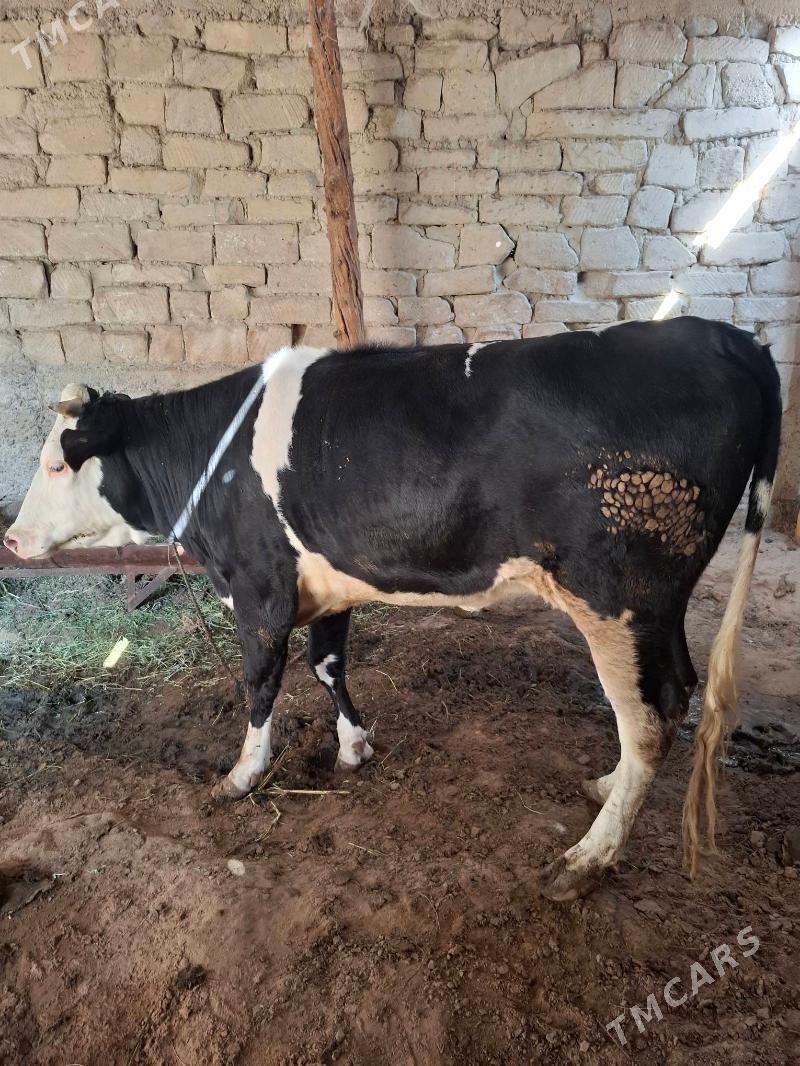 tuwe - Änew - img 1