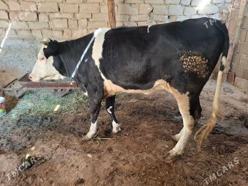 tuwe - Änew - img 5