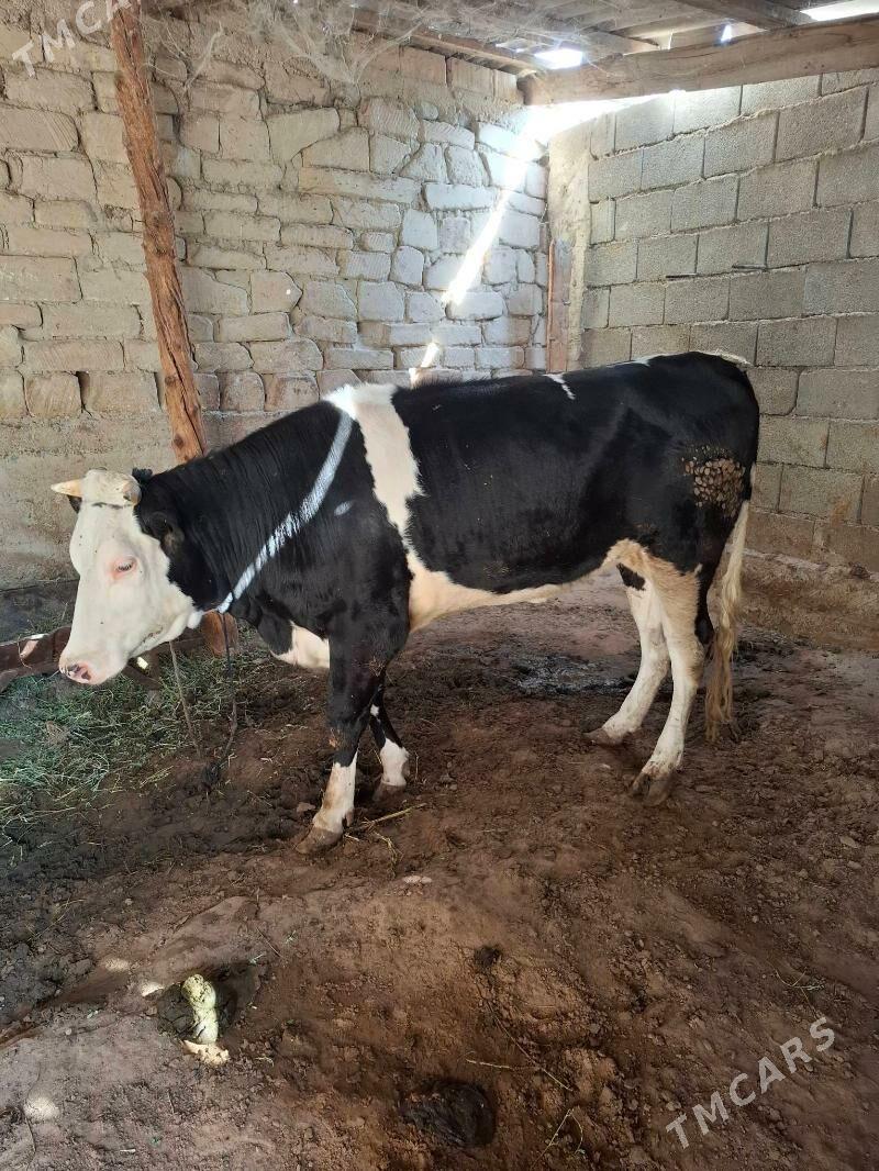 tuwe - Änew - img 7