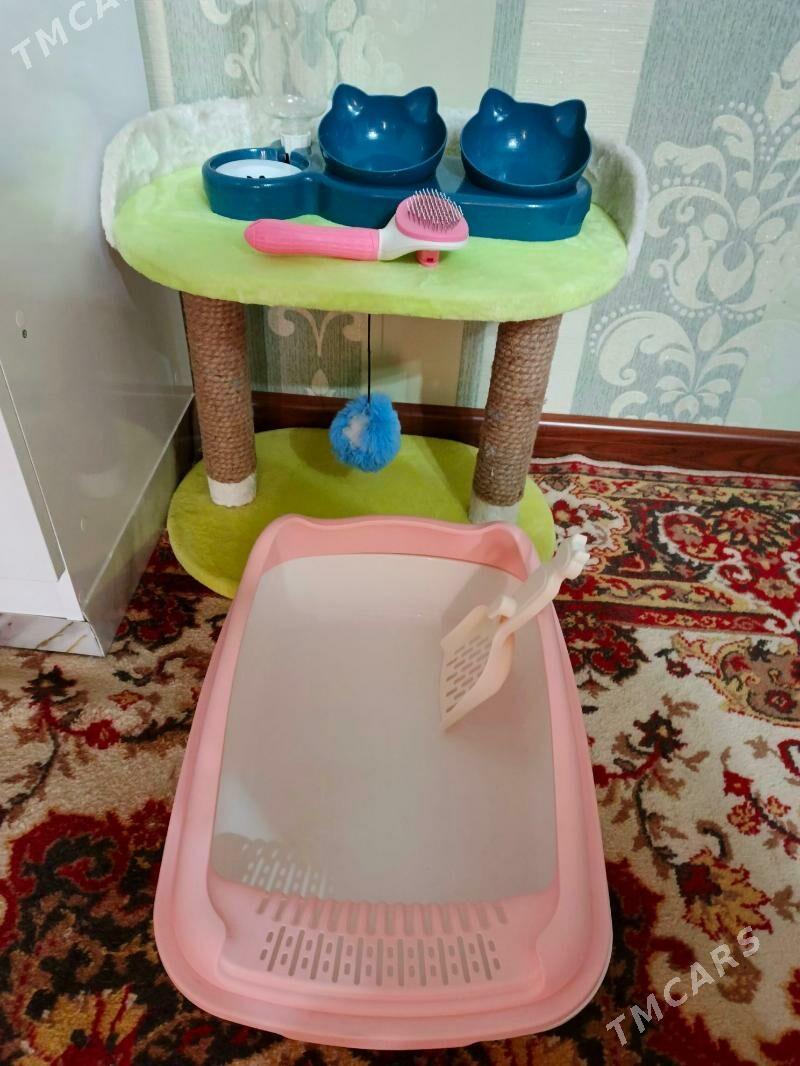 ПРОДАЮ КОМЛЕКТ ДЛЯ КОШЕК - Туркменабат - img 5