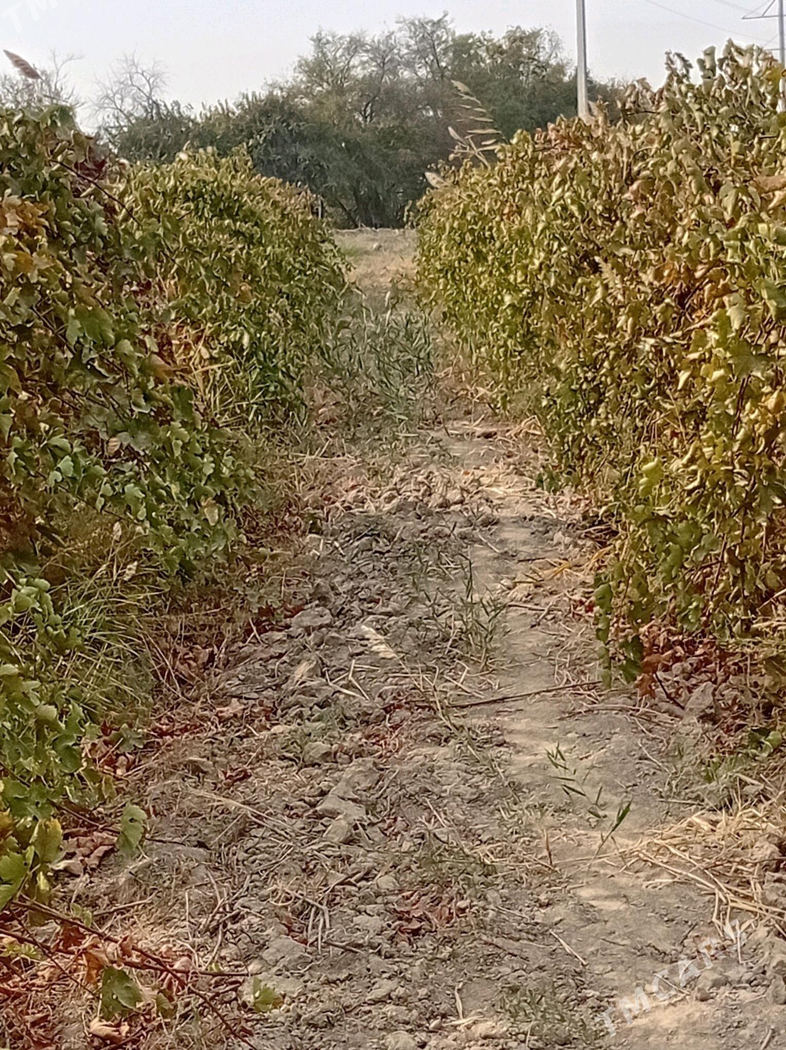 Uzum - Гёкдепе - img 1