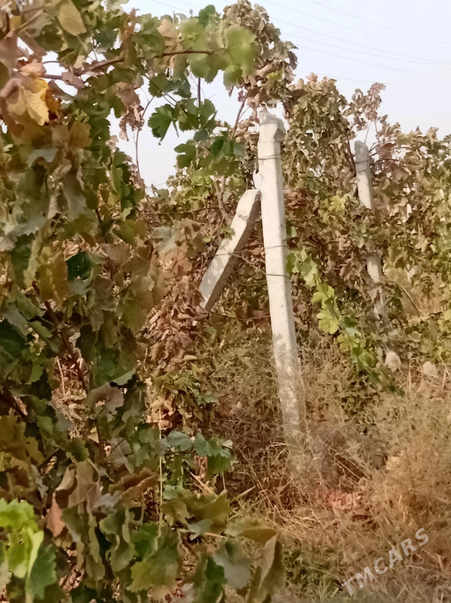 Uzum - Gökdepe - img 2