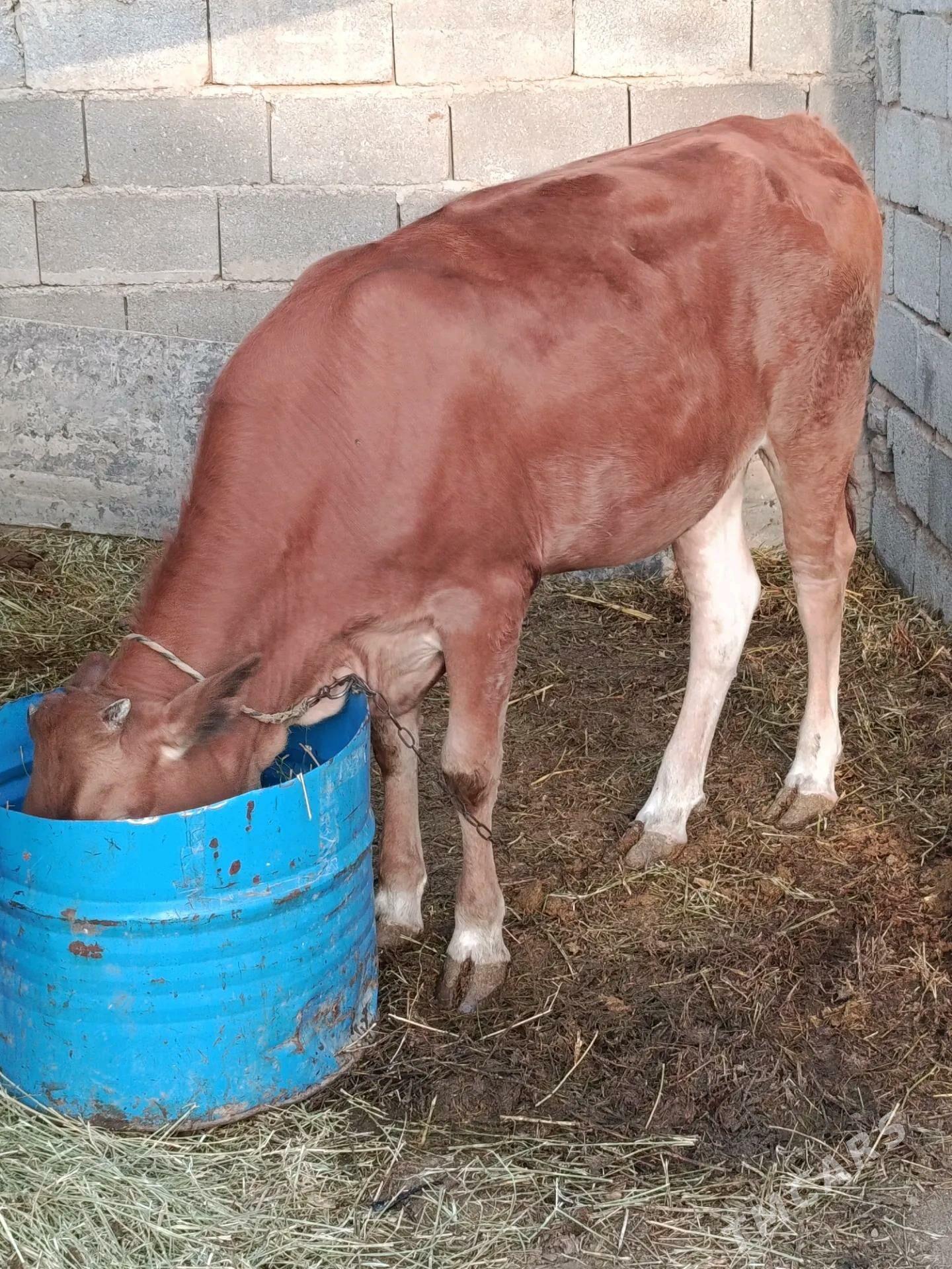 Sygyr tuwe - Änew - img 2