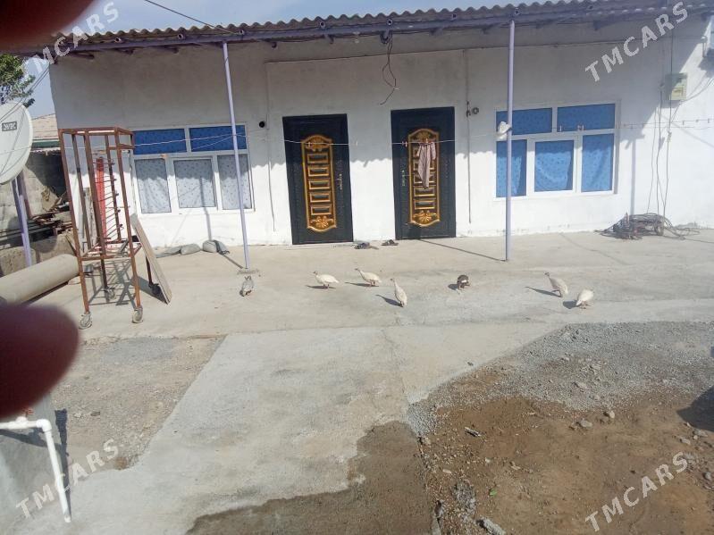 käkilik чисарка - Анев - img 1