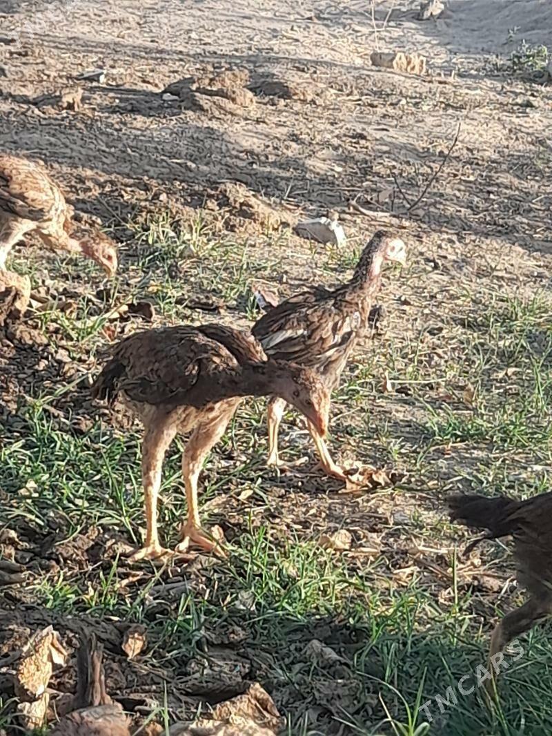 Taskent Juje Abmen  - Aşgabat - img 2