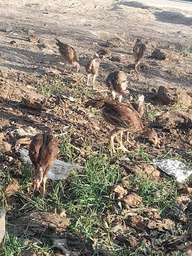 Taskent Juje Abmen  - Aşgabat - img 1