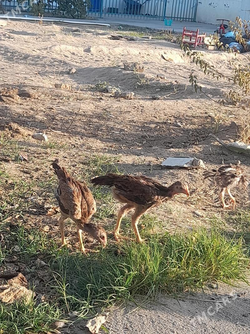 Taskent Juje Abmen  - Aşgabat - img 3