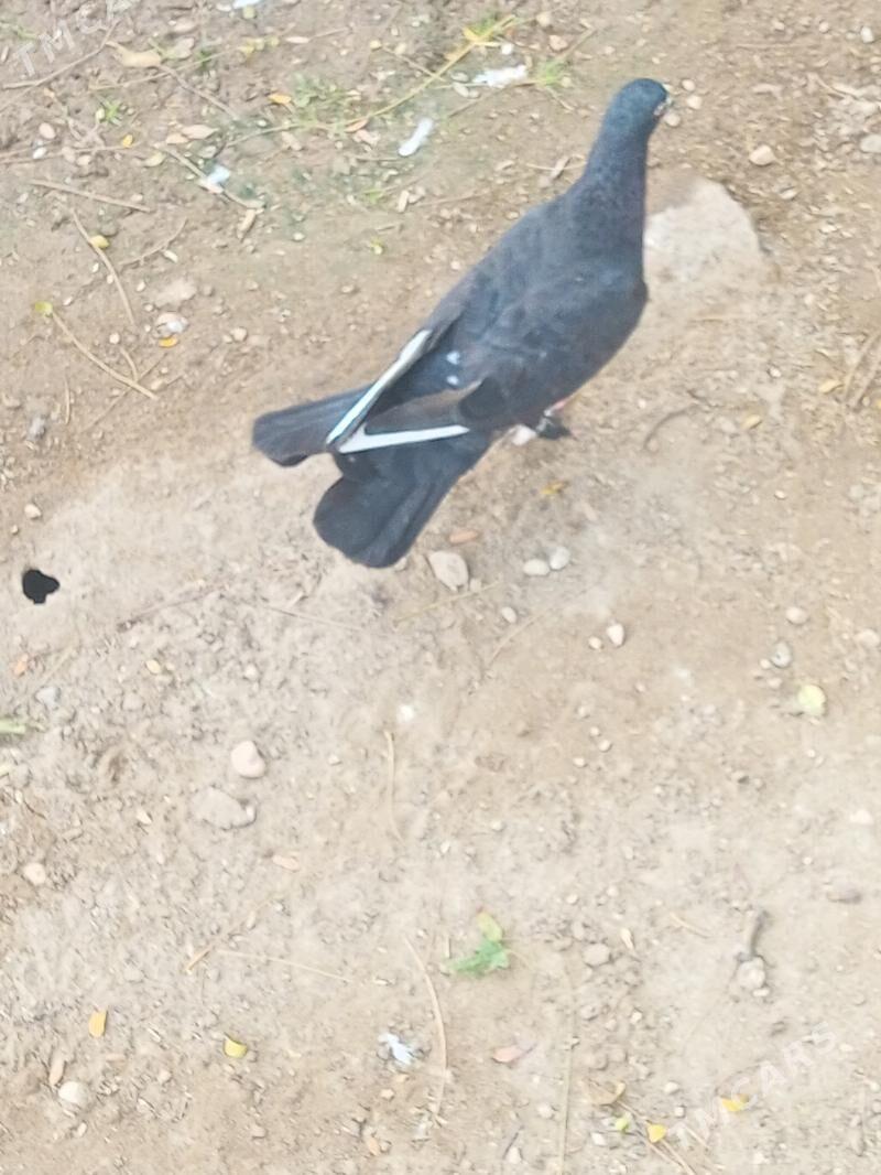 Kepderi - Balkanabat - img 1