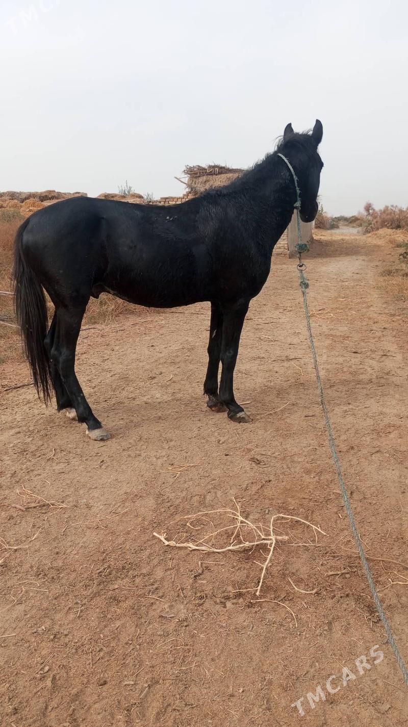 at - Сакар - img 2