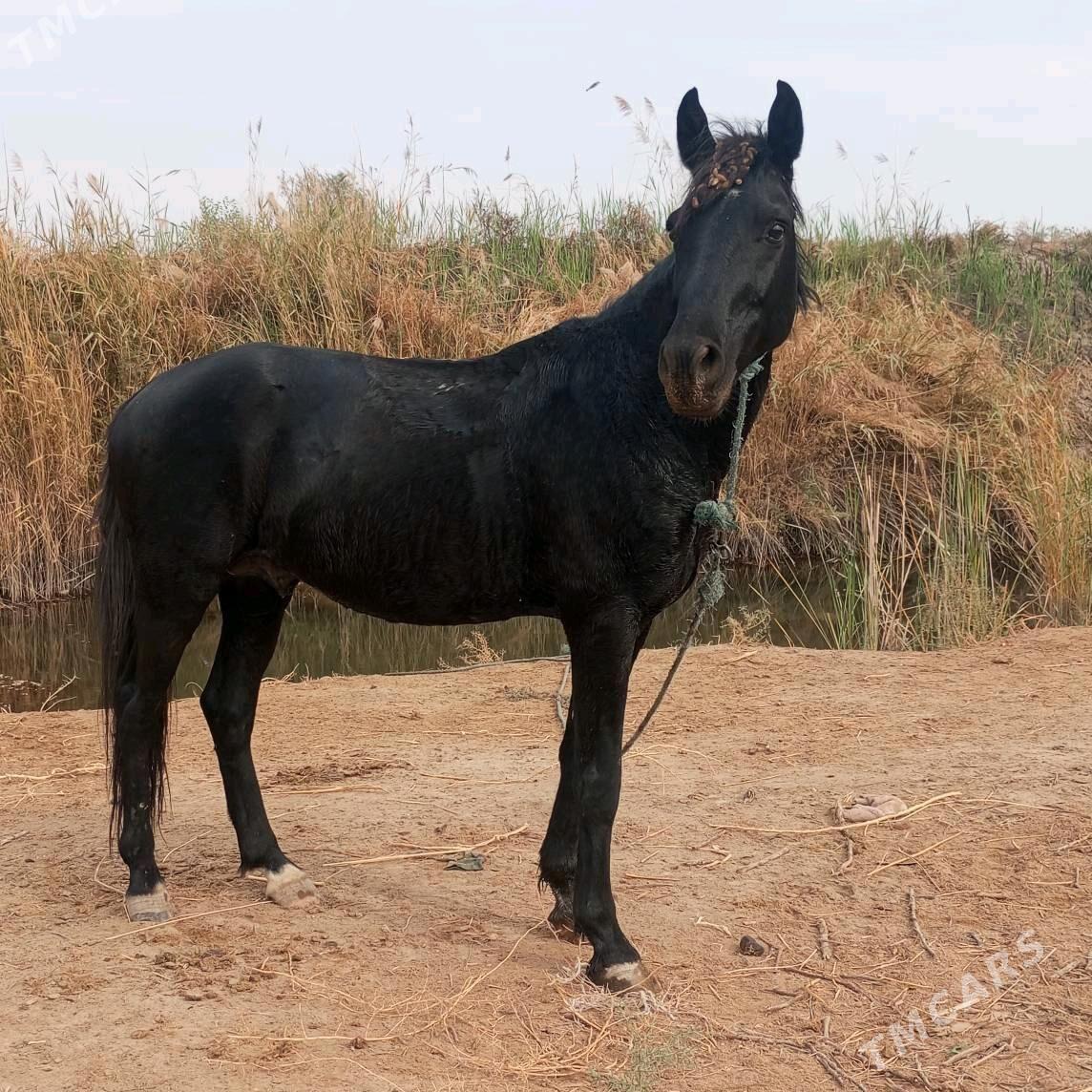 at - Сакар - img 1