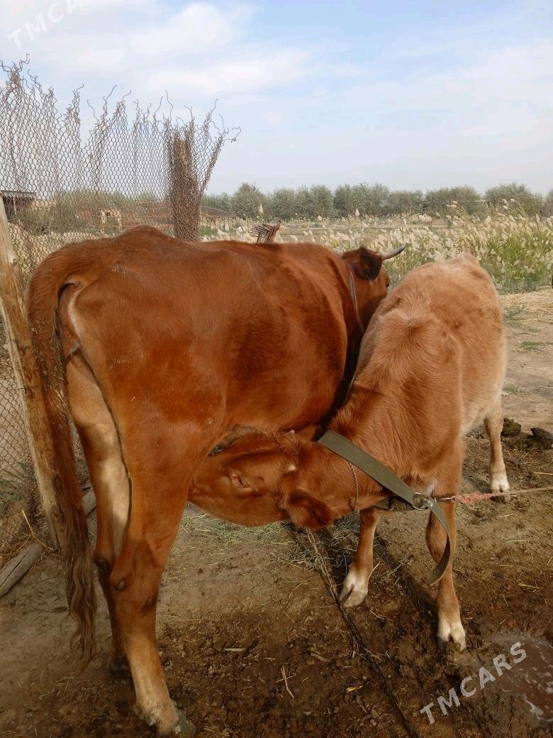 Uly göleli Sygyr - Baýramaly - img 1