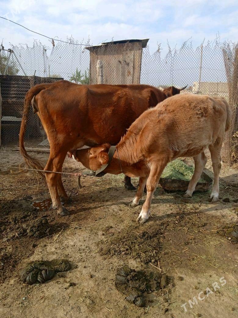 Uly göleli Sygyr - Baýramaly - img 3