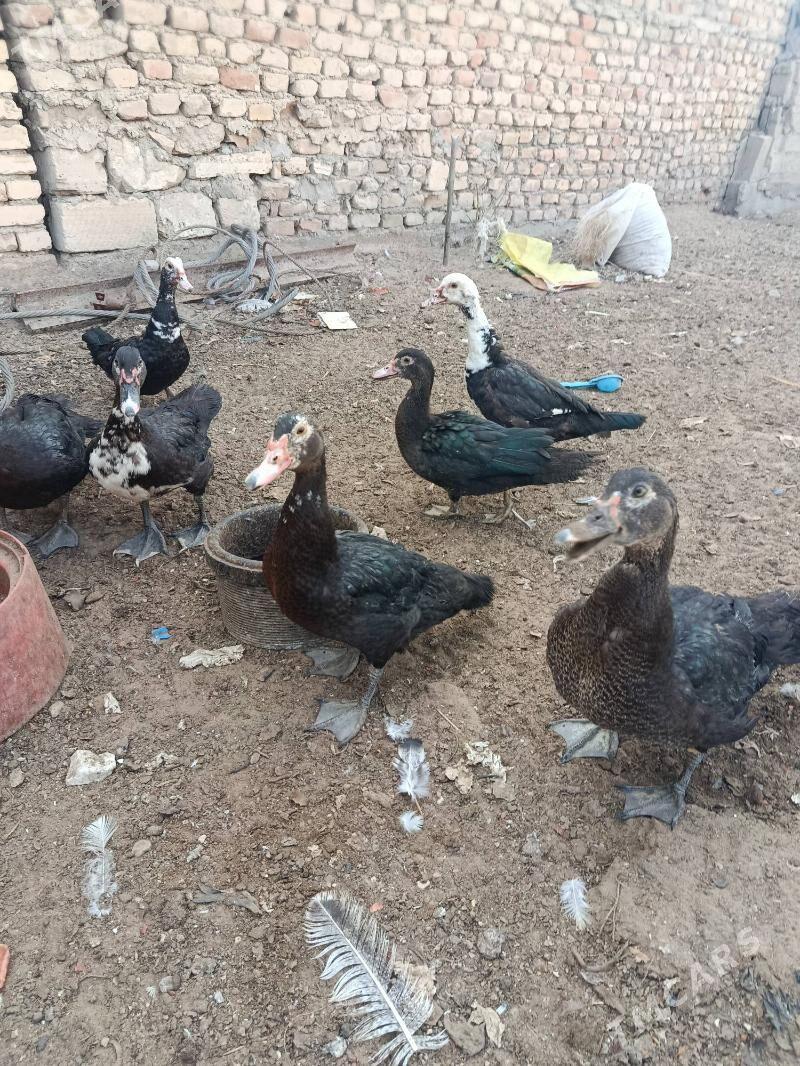 Ordeklar - Балканабат - img 3