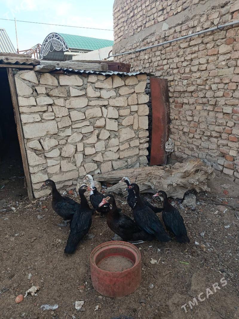 Ordeklar - Балканабат - img 2