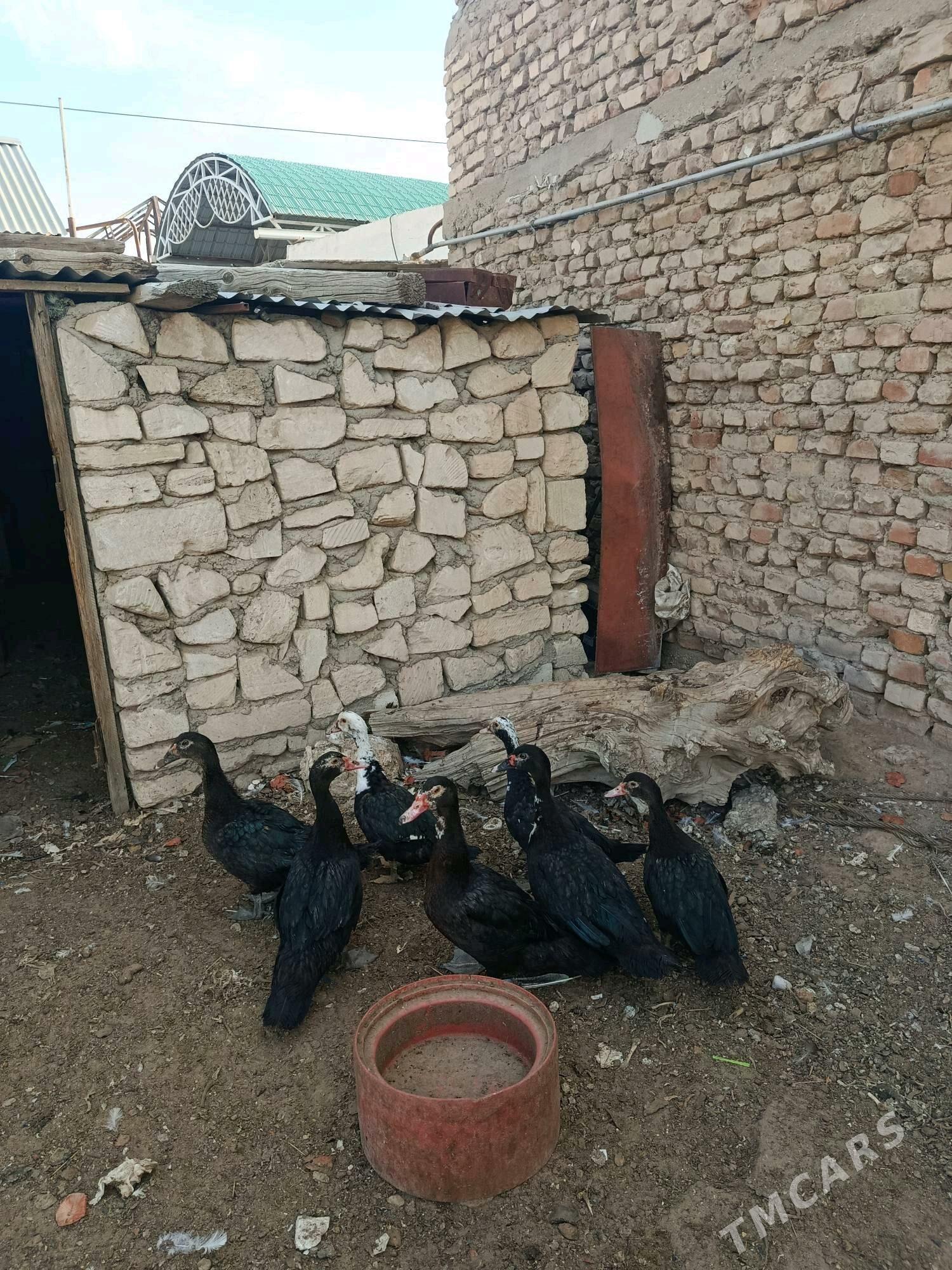 Ordeklar - Балканабат - img 1