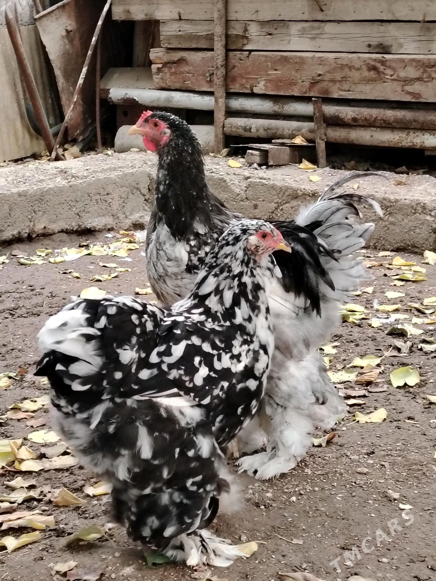 Brama Horoz - Balkanabat - img 3