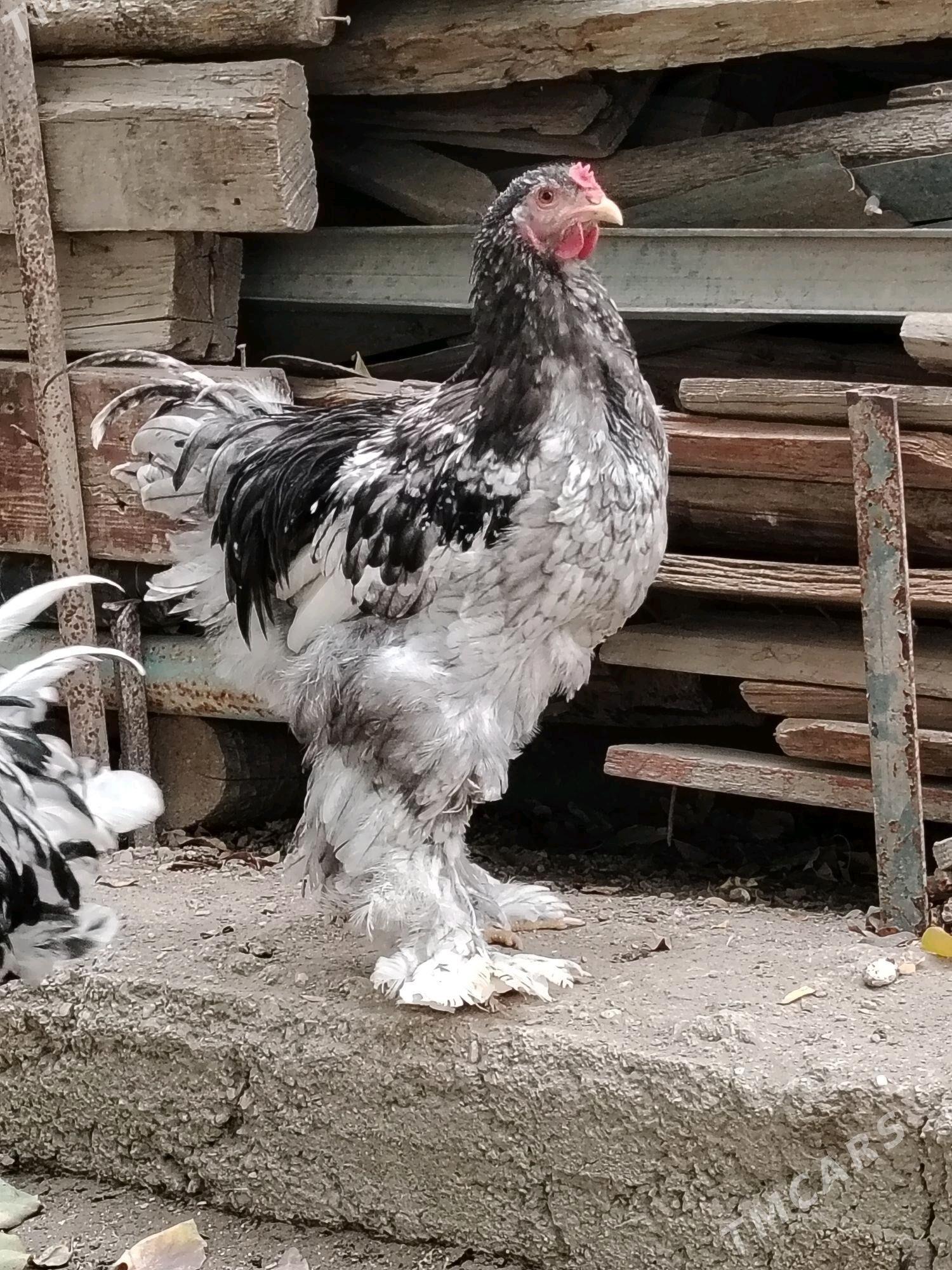 Brama Horoz - Balkanabat - img 2