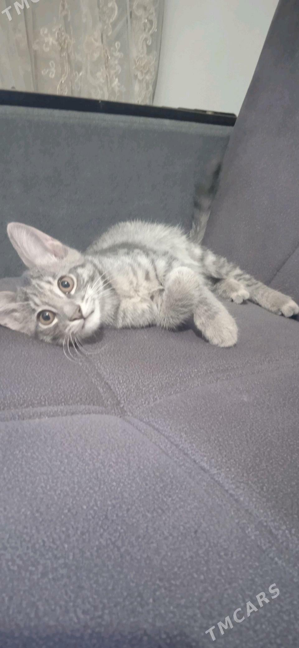 Котенки/   Pishikler - Шабатский этрап - img 2