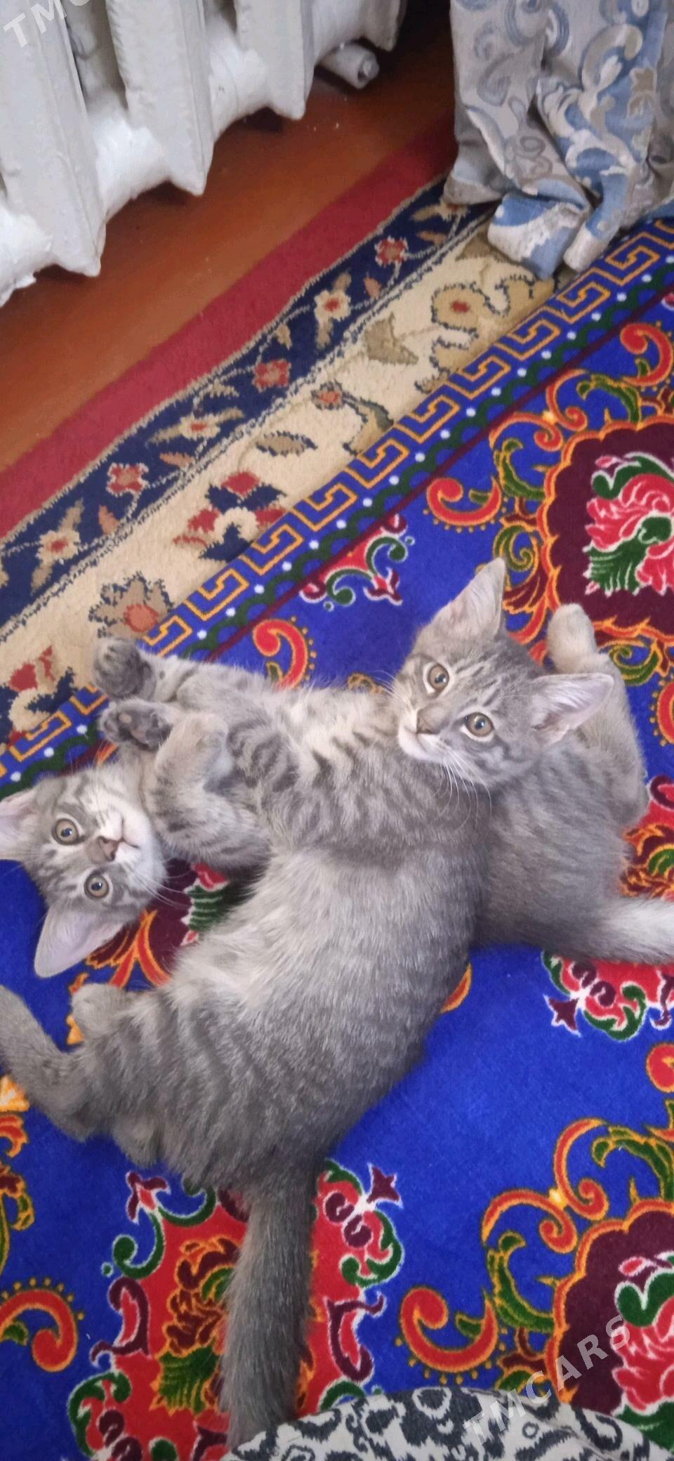 Котенки/   Pishikler - Шабатский этрап - img 1