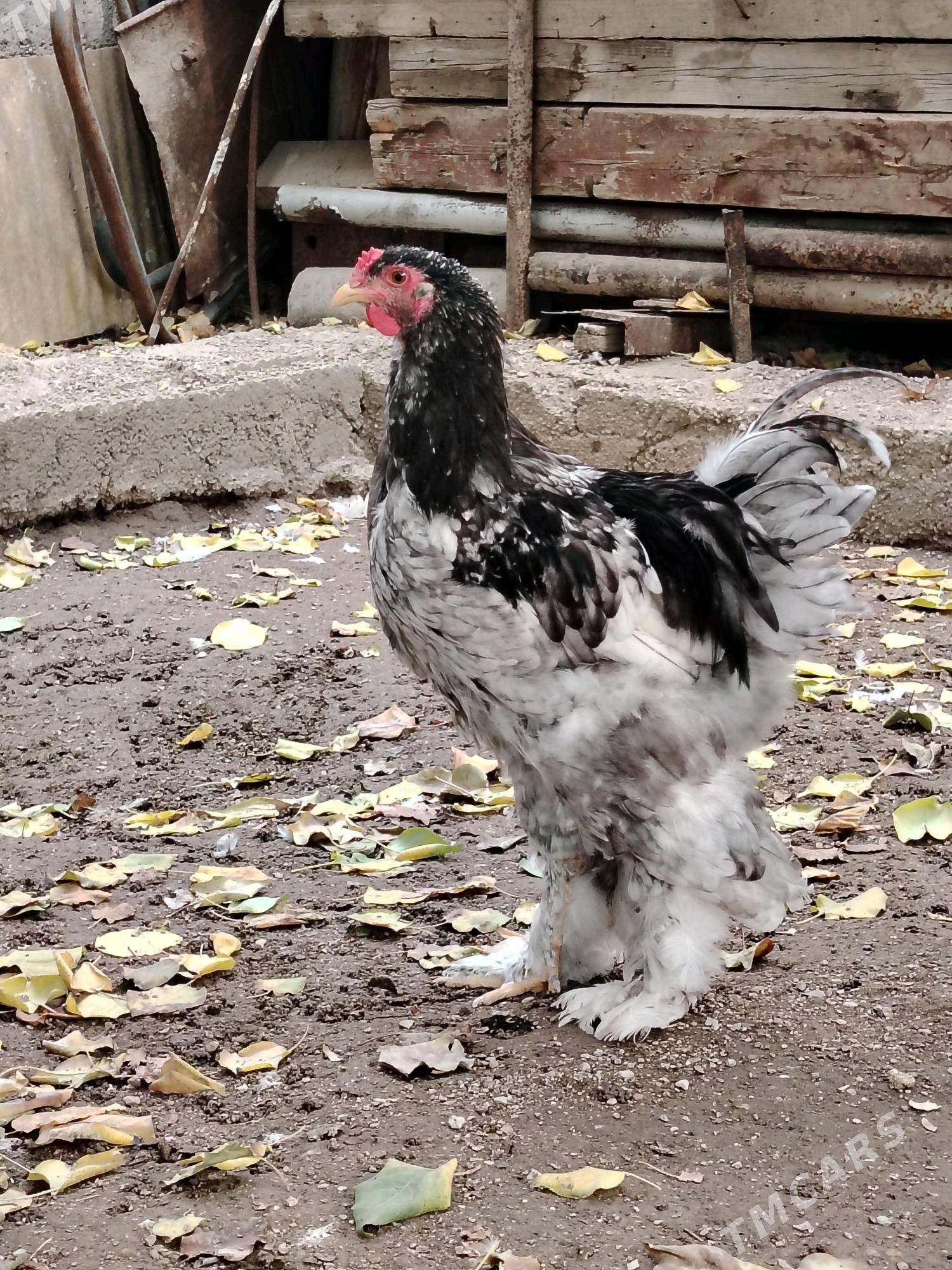 Brama Horoz - Balkanabat - img 5