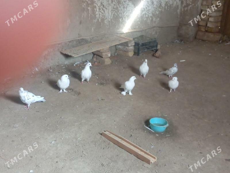 kepderi - Кёнеургенч - img 5