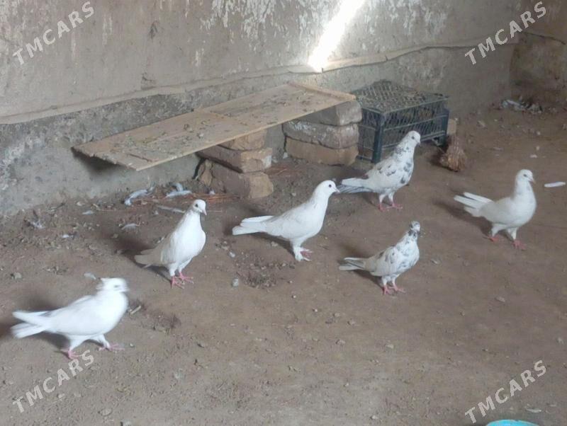 kepderi - Кёнеургенч - img 3