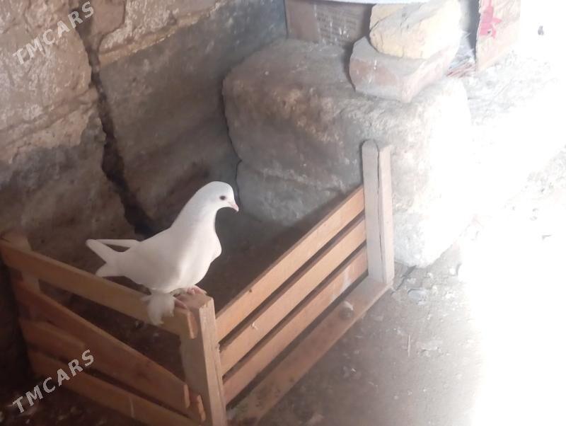 kepderi - Кёнеургенч - img 1