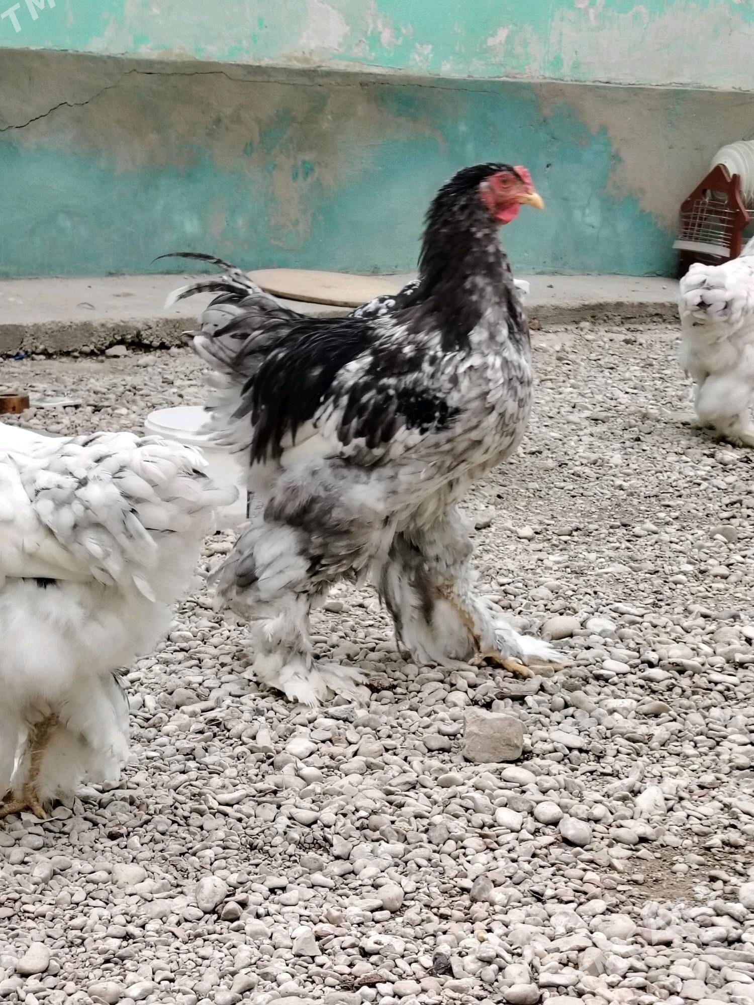 Brama Horoz - Balkanabat - img 6