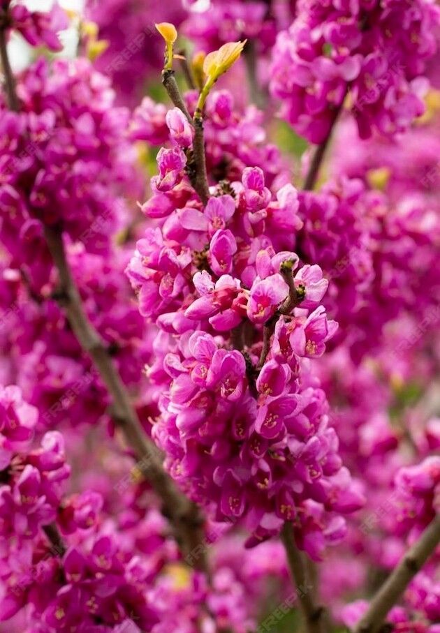 Baglar - Кипджак - img 3