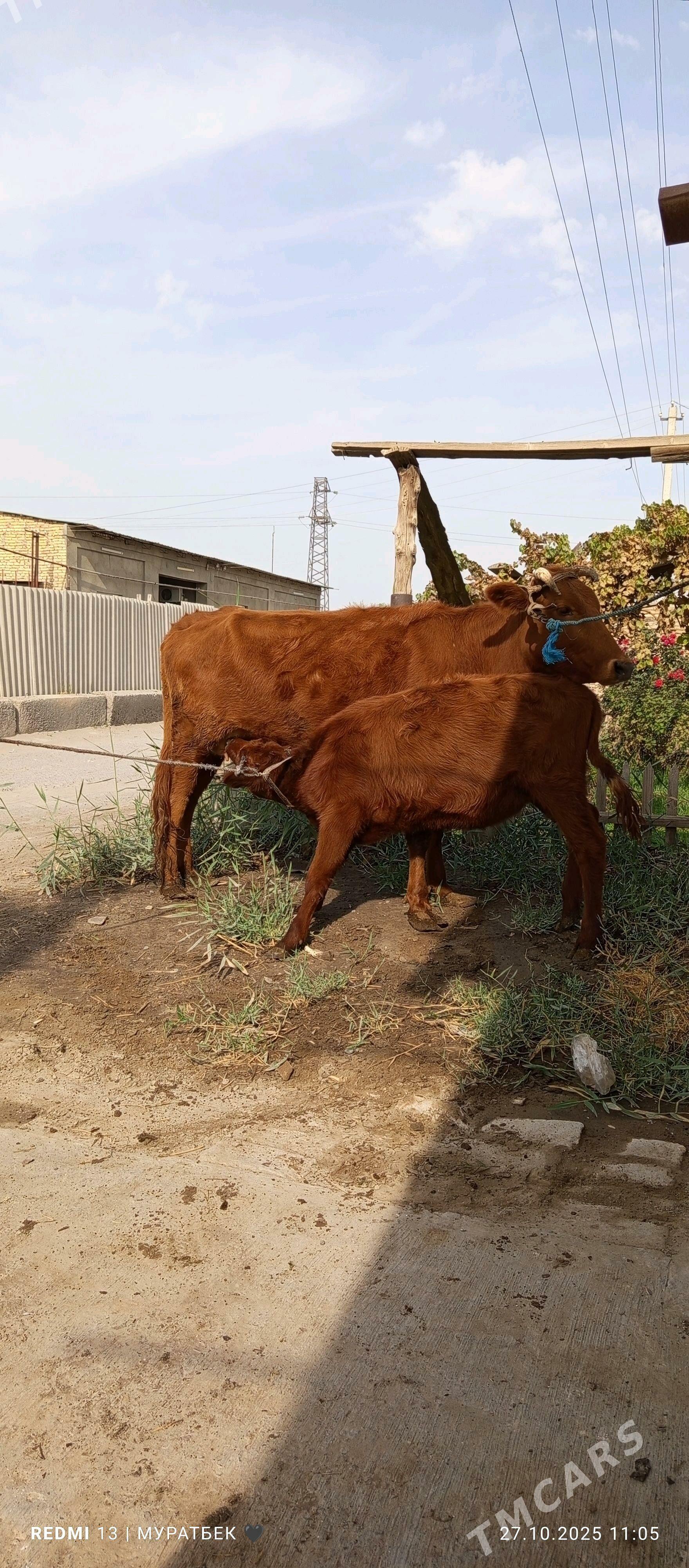 Höjekli sygyr - Туркменабат - img 2