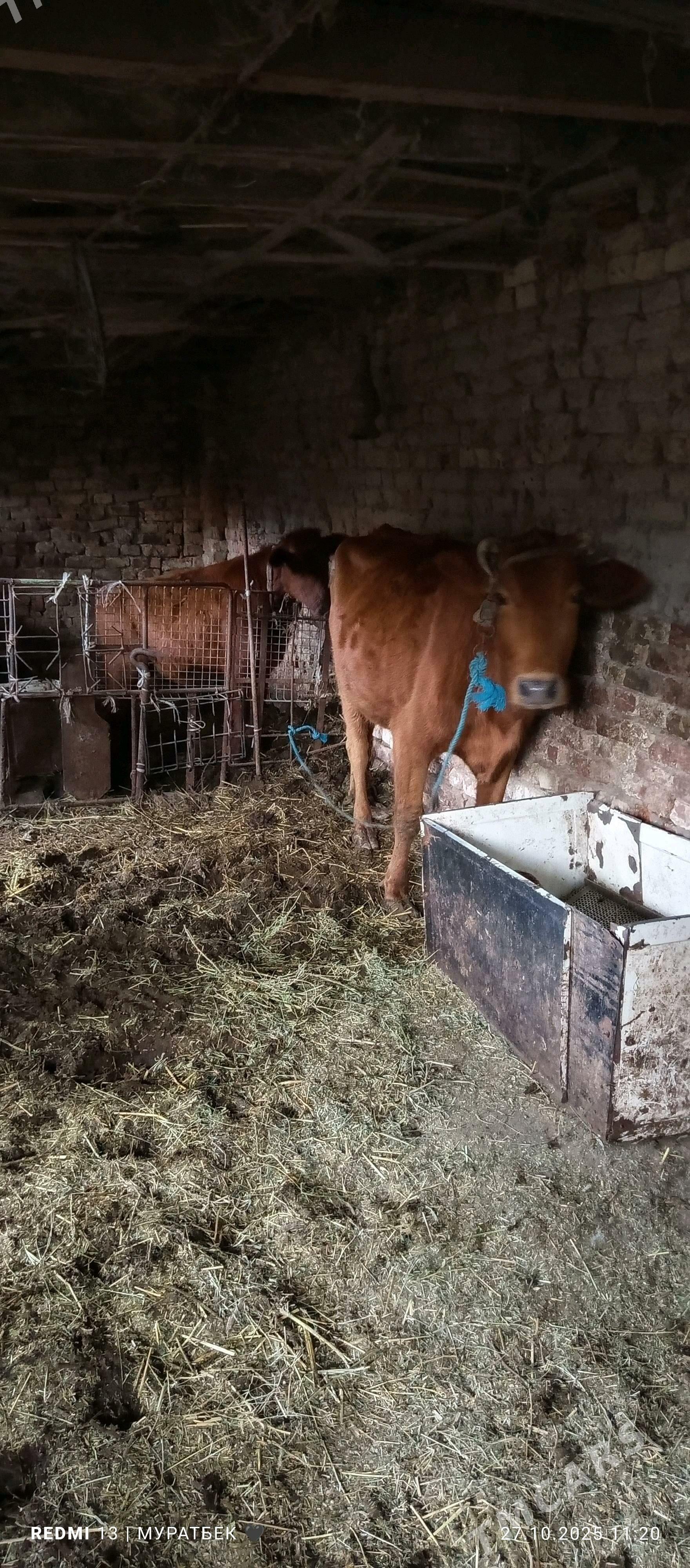 Höjekli sygyr - Туркменабат - img 5