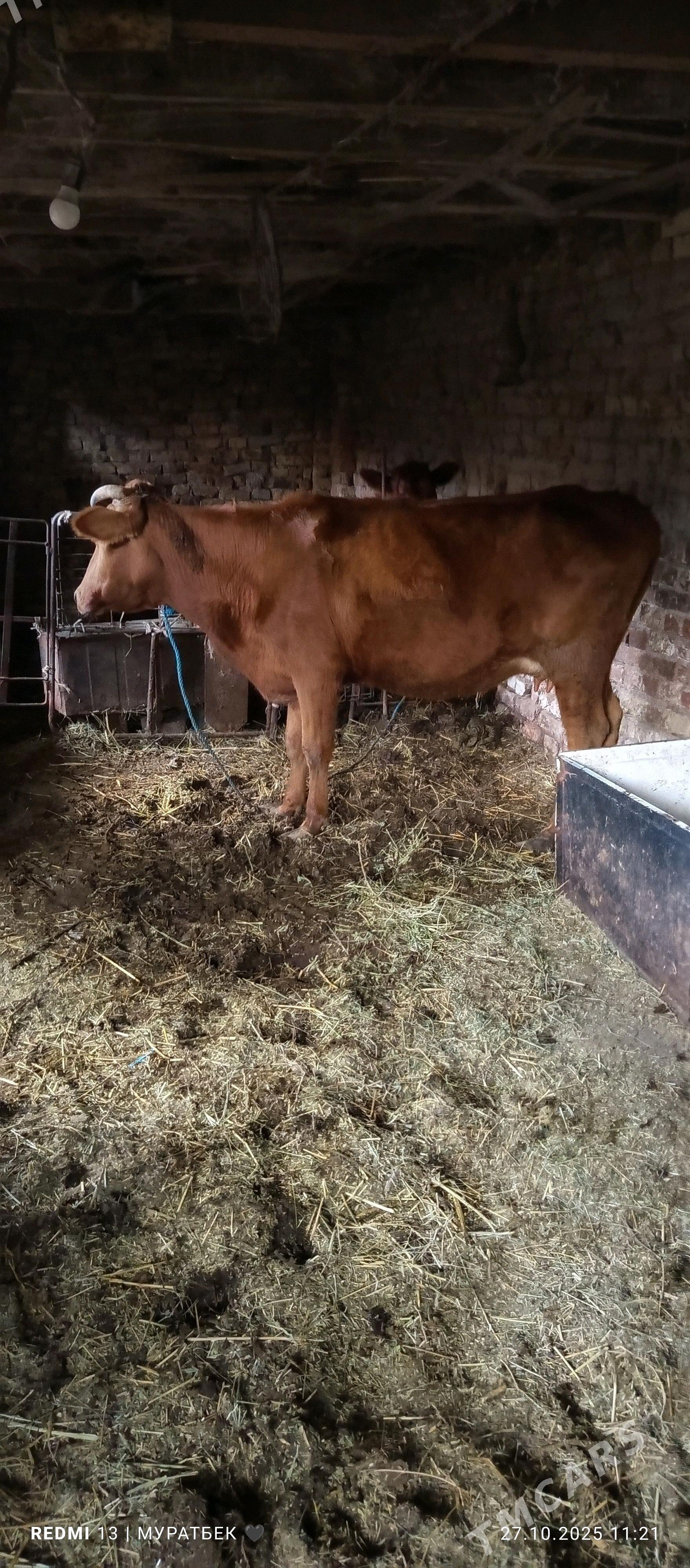 Höjekli sygyr - Туркменабат - img 4